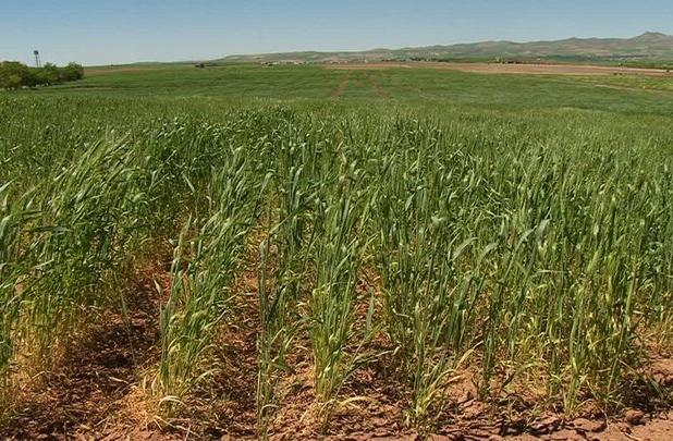 طرح ملی جهش تولید در همدان با مشارکت ستاد اجرایی فرمان امام خمینی«ره»
