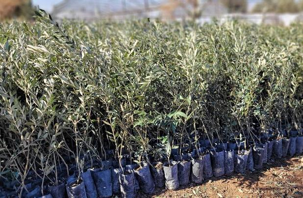 آغاز تولید نهال در فاز دوم طرح مردمی کاشت یک میلیارد درخت