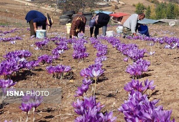 مدیر هماهنگی ترویج کشاورزی سازمان جهاد کشاورزی: ۱۰۰۰ هکتار زیر کشت زعفران در لرستان است