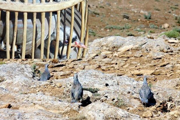 دستگیری متخلف زنده گیری پرندگان شکاری در بندرلنگه