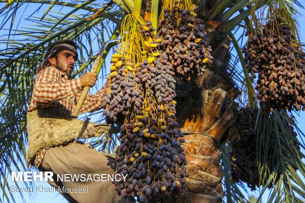 جشنواره ملی خرما در شهرستان شادگان برگزار می‌شود
