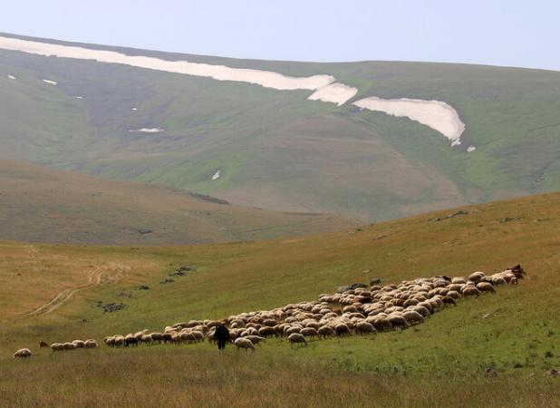 سمنان دارای ۴۶۰ هزار هکتار مرتع است