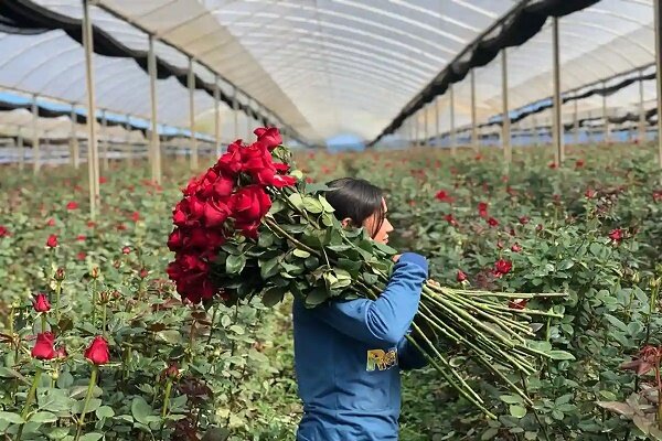 وجود بالغ بر ۱۵۰۰ واحد گلخانه در گیلان/ تولید ۳.۶ میلیون شاخه گل بریده