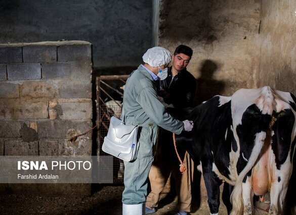 آغاز واکسیناسیون تب برفکی دام‌های سبک و سنگین در گیلان