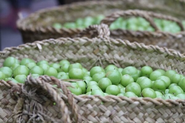 برگزاری چهارمین جشنواره ملی آلوچه در گوراب زرمیخ صومعه سرا
