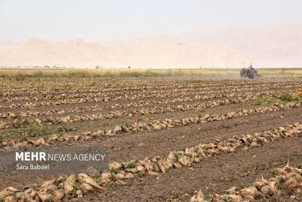 برداشت ۴۵۰۰ هکتار چغندر قند در کرمانشاه انجام شد