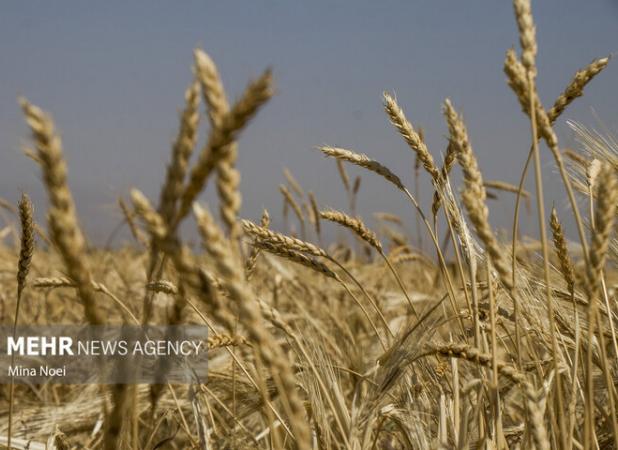 آمادگی مراکز خرید تضمینی گندم برای دریافت محصول کشاورزان