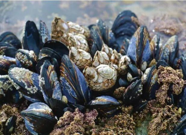 ابداع چسب با الهام از صدف برای شکستگی استخوان