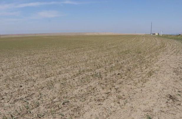 باران کم‌رمق، سرما بی‌موقع؛ کشاورزی آذربایجان‌شرقی در چنبره سالی سخت