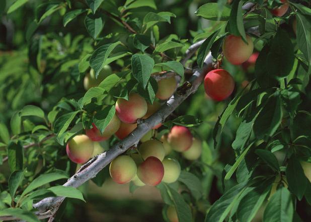 زنجان به یکی از قطب‌های اصلی تولید محصولات باغی ایران تبدیل شده است