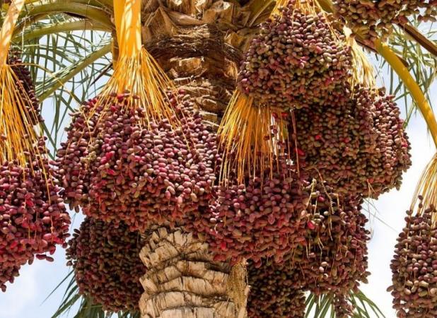 پیش بینی برداشت ۵۸ هزار تن خرما در کازرون