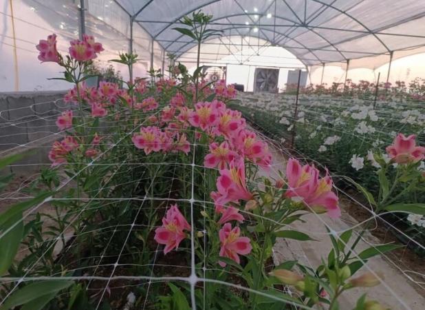 شهریار؛ از باغ‌های سنتی تا گلخانه‌های مدرن در غرب تهران