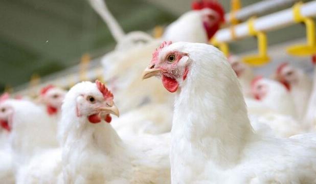 سایه کمبود نهاده‌ها بر فعالیت مرغداران همدان