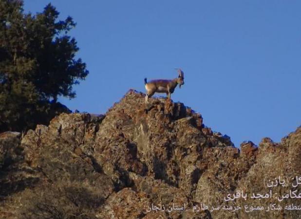 تصاویری زیبا از کل و بز وحشی در منطقه حفاظت شده چالوس