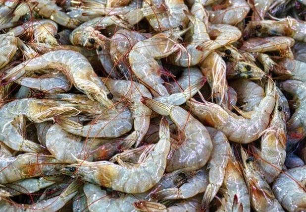 تولید بیش از ۲۵۰۰ تن میگوی پرورشی در خوزستان