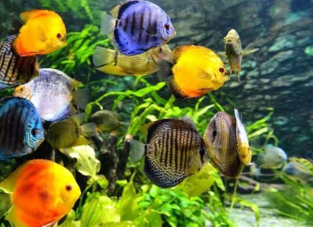 پرورش ۸۱ میلیون قطعه ماهی زینتی در اصفهان