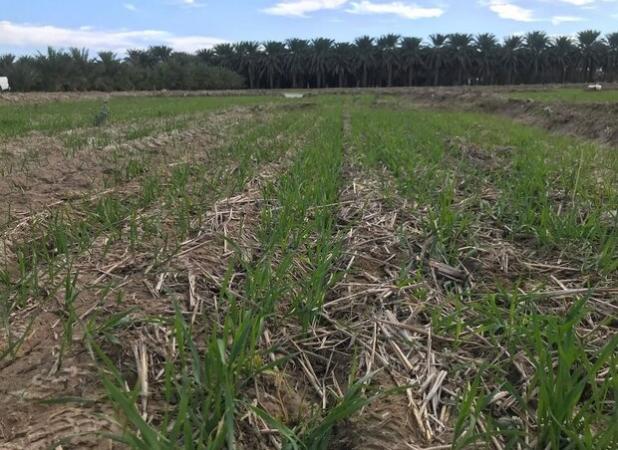 کشت ۱۳ هزار هکتاری گندم در استان هرمزگان آغاز شد