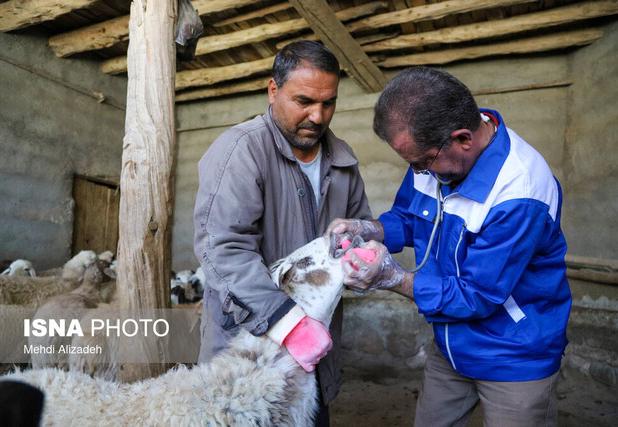 اجرای فاز نخست واکسیناسیون رایگان دام سبک و سنگین در سنندج