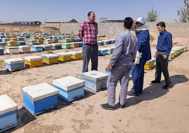 «خشکسالی و نبود مرتع» کلنی‌های زنبور عسل دامغان را ۱۷ درصد کاهش داد