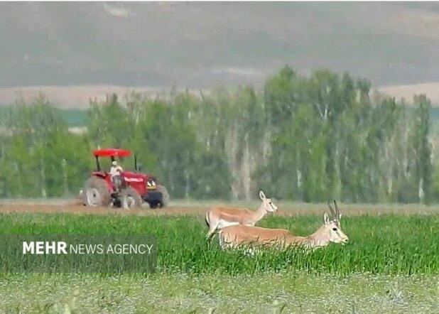 موسوی مشکینی: جمعیت آهو در دشت های زنجان ۸ درصد رشد دارد
