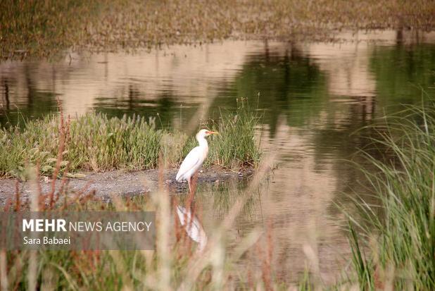 قائمی: تالاب‌های نقده دوباره آبگیری شدند؛ احیای تالاب حسنلو