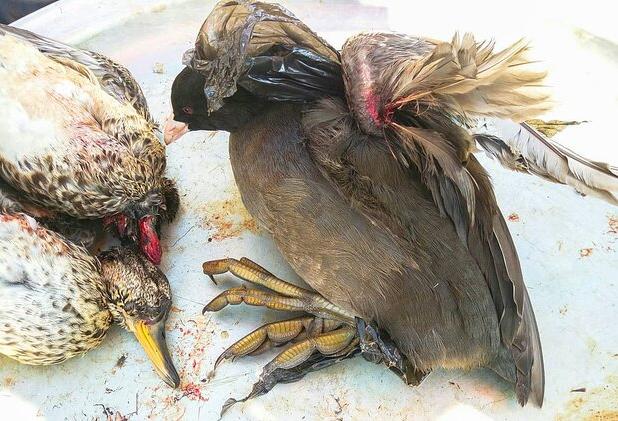 دستگیری متخلف زنده‌گیری بلدرچین در گرمی