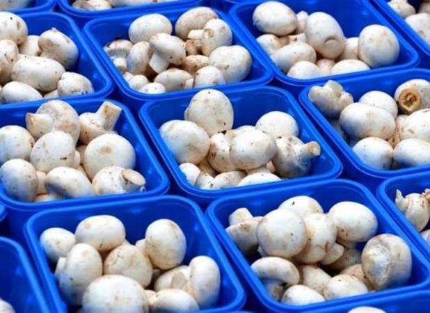 تولید 195 هزار تن قارچ خوراکی تا پایان امسال