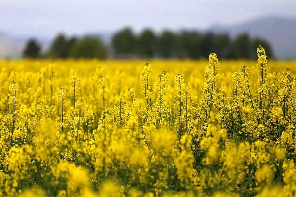 پیش‌بینی تولید ۹۰ هزار تن دانه روغنی کلزا در جنوب کشور