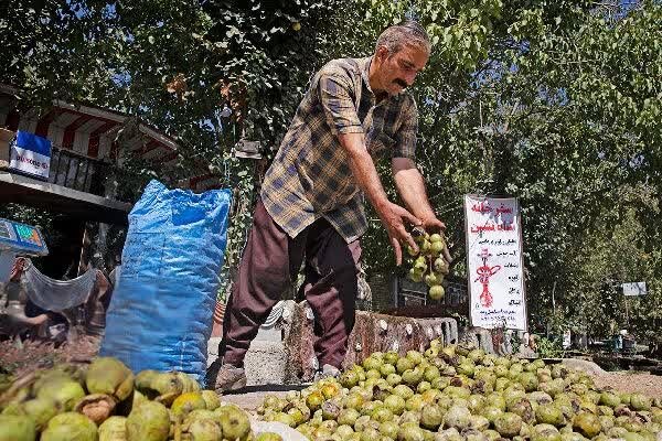 احمدپور: جنوب کرمان نیازمند تحول در برداشت و فرآوری گردو است