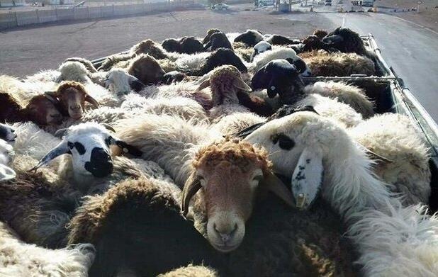سارقان احشام در نظرآباد دستگیر شدند