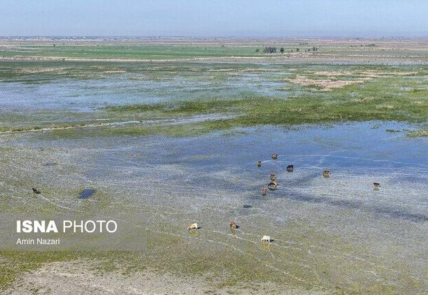 ابتلای برخی دام‌های محلی تالاب «بامدژ» به تب برفکی