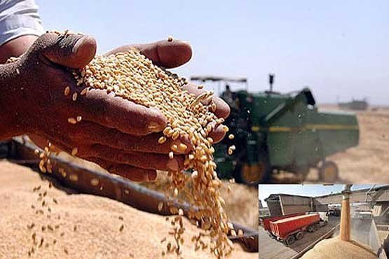 خرید گندم در استان ایلام ۳۵ درصد کاهش یافته است