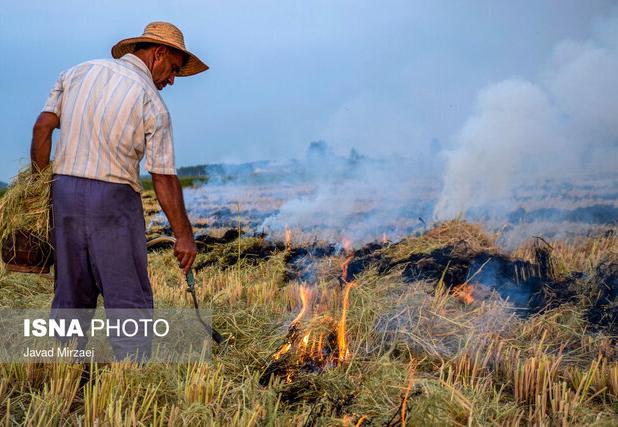 آتش زدن مزارع برنج، عامل نخست آلودگی اخیر هوای خوزستان/ تاکید به نیشکر و نفت برای کنترل آلایندگی