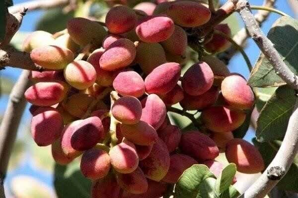 دستان خالی کشاورزان از ثروت طلای سبز
