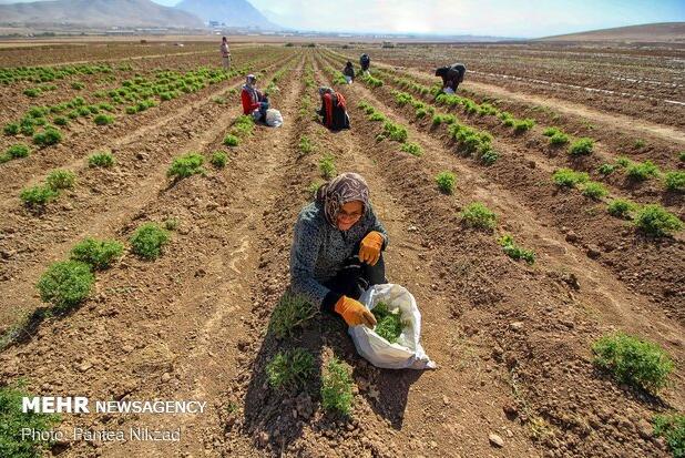 نهادهای دولتی بستر «مشارکت مردم» در تولید را فراهم می‌کنند