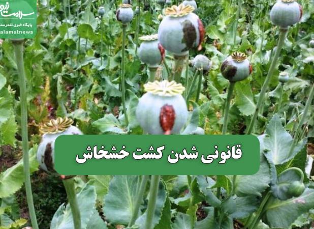 قانونی شدن کشت خشخاش