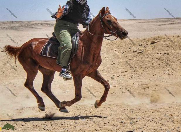 اسب در حال انقراض ایرانی که نادر شاه برای فتح هند آن را به وجود آورد