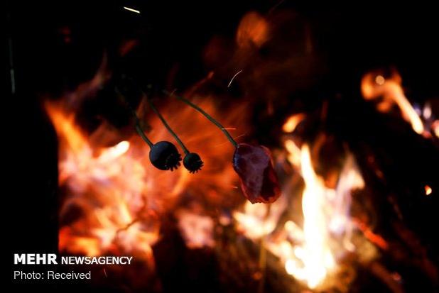 کشت خشخاش و شایعه آزادسازی کشت آن صحت ندارد