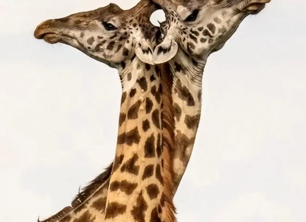 ۷ لحظۀ استثنایی «حیات وحش» از قاب دوربین بهترین عکاسان طبیعت در جهان