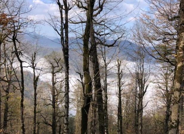 بازداشت قاچاقچی حرفه‌ای قطع درختان در لیسار/ اهمیت حفاظت از هیرکانی