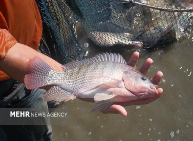 پرورش تیلاپیا اکوسیستم را تخریب می‌کند؛ مخالفت قاطع محیط‌زیست اصفهان