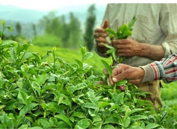 خوش‌بینی صادرکنندگان چای هند به بازار بزرگ ایران