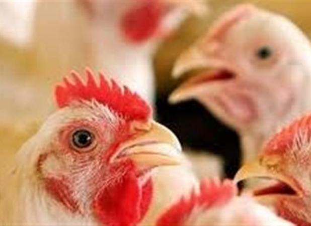 شگرد دولت برای حمایت از تولید مرغ ایرانی