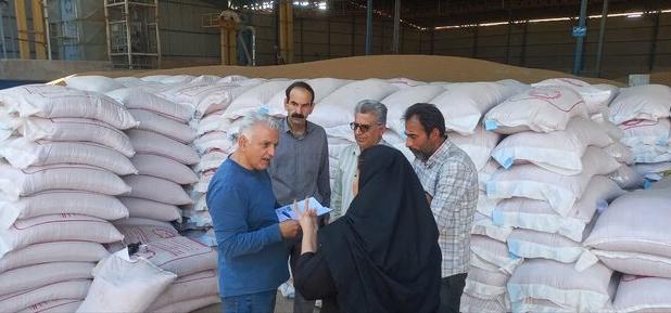 ایلام ظرفیت تولید بذر را کیفی دارد/نتیجه پایش‌ها مبنای برنامه‌های بهبود کیفیت خواهد بود