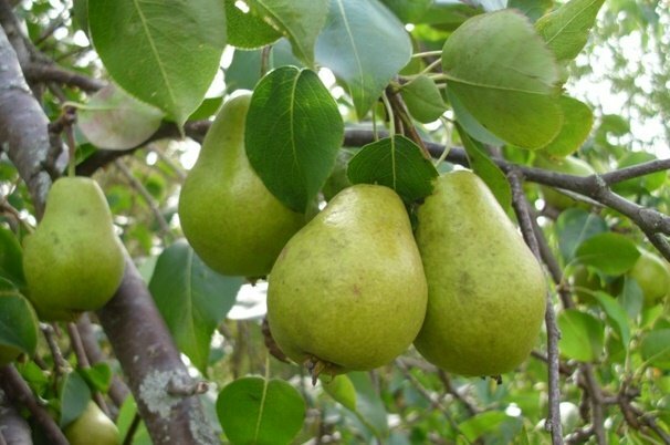 ۷۶۳ تن سیب و گلابی در بابل برداشت شد
