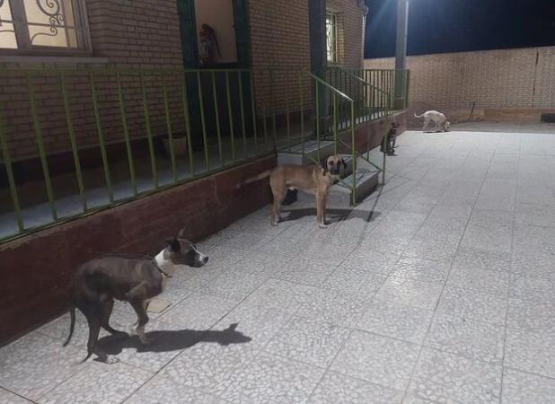 دستگیری شکارچیان  در بخش بوشکان دشتستان