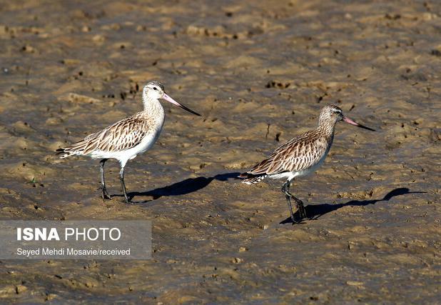 آغاز ورود پرندگان مهاجر به کرمانشاه/ تشدید پایش آنفلوآنزای پرندگان