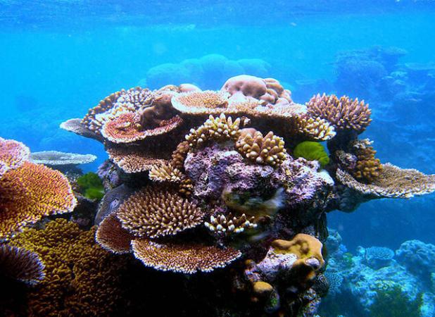 نگین‌های دریایی خلیج فارس؛ مرجان‌های خارگ و خارگو در مسیر زندگی دوباره