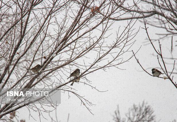 هوای سرد در فارس ماندگار است/ ثبت دمای منفی ۱۹ درجه در دشت نمدان اقلید