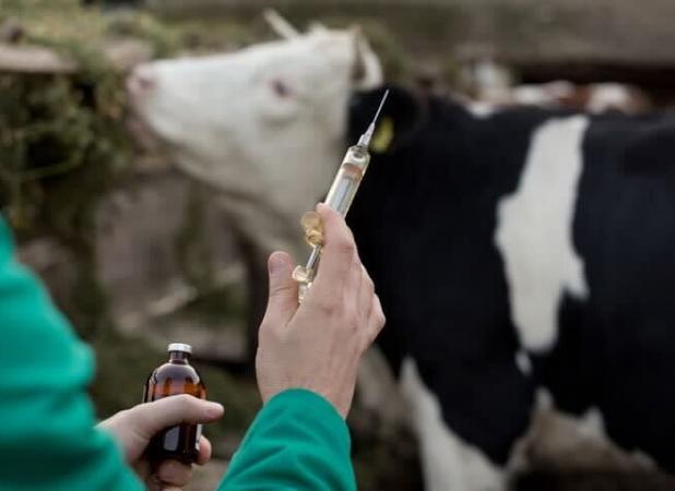 پوشش واکسیناسیون رایگان ۷ هزار گاو و گوساله علیه بیماری سیاه‌زخم